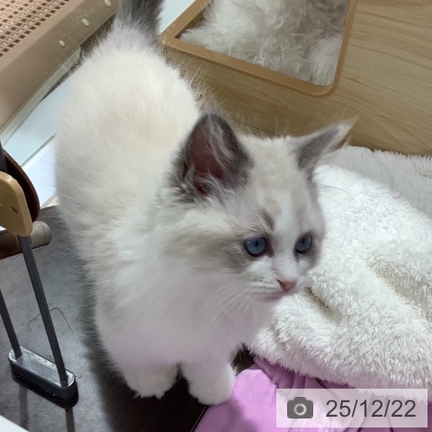 千葉県のラグドール (ペットプラス 船橋店/2025年10月9日生まれ/男の子/ブルーポイントバイカラー)の子猫の3枚目の画像