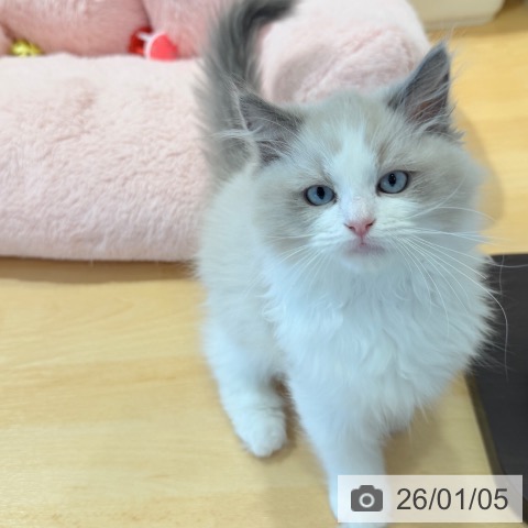 千葉県のラグドール (ペットプラス ユーカリが丘店/2025年10月9日生まれ/男の子/ブルーポイントバイカラー)の子猫の4枚目の画像