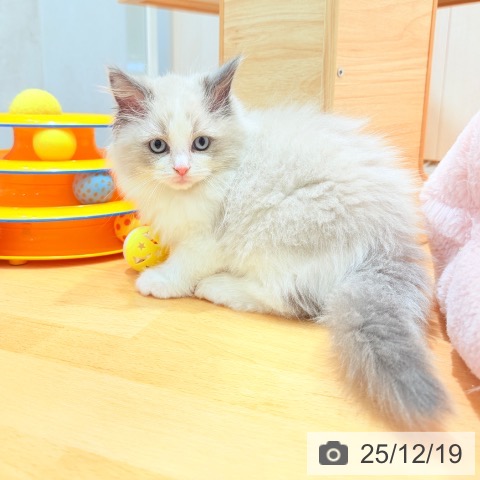 ラグドールの写真