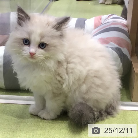 千葉県のラグドール (ペットプラス 幕張新都心店/2025年10月9日生まれ/女の子/ブルーポイントバイカラー)の子猫の3枚目の画像