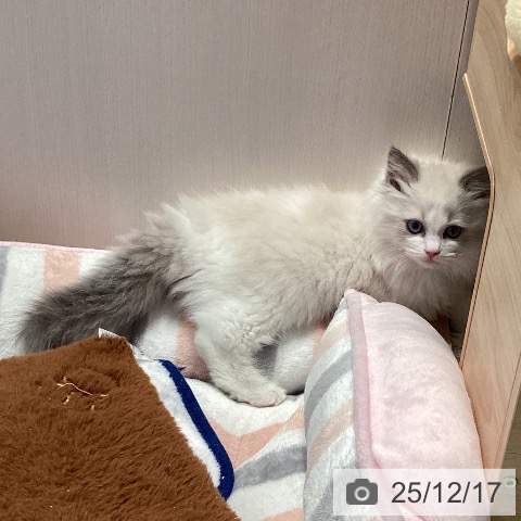 千葉県のラグドール (ペットプラス 幕張新都心店/2025年10月9日生まれ/女の子/ブルーポイントバイカラー)の子猫の3枚目の画像