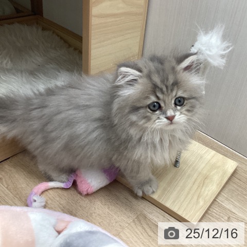 スコティッシュフォールドの写真