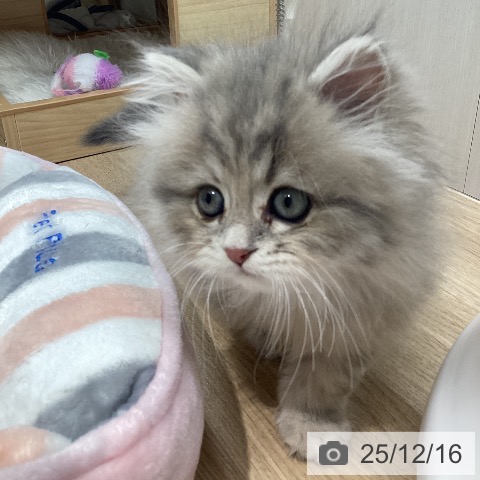 スコティッシュフォールドの写真