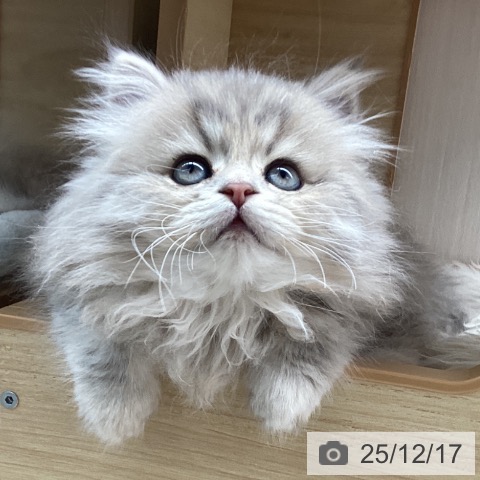 長野県のスコティッシュフォールド (ペットプラス 須坂店/2025年10月10日生まれ/男の子/ブルータビー)の子猫の4枚目の画像