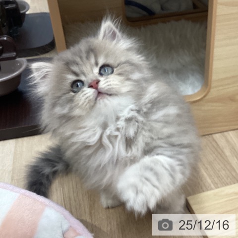 スコティッシュフォールドの写真