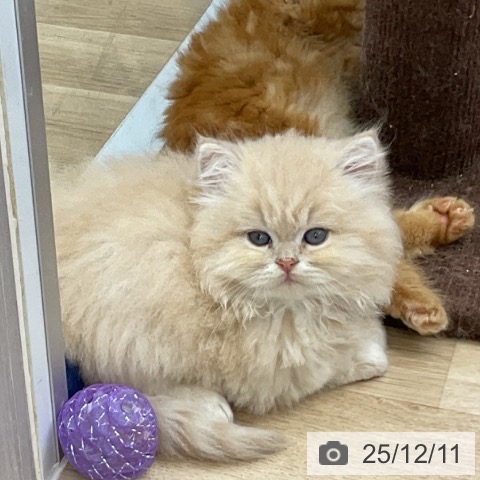 スコティッシュフォールドの写真