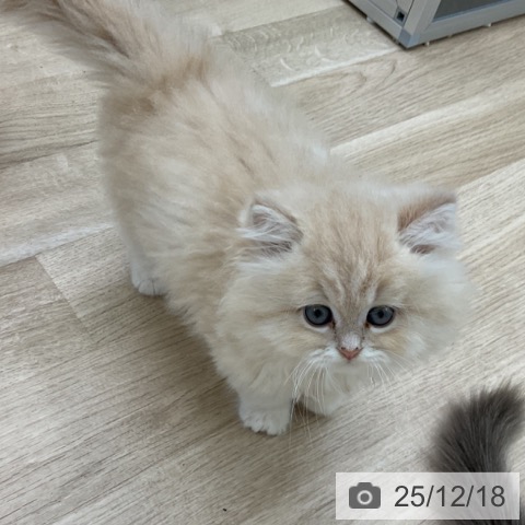 福島県のスコティッシュフォールド (ペットプラス 福島店/2025年10月10日生まれ/男の子/クリームタビー)の子猫の4枚目の画像