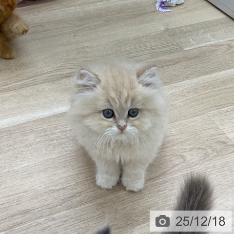 福島県のスコティッシュフォールド (ペットプラス 福島店/2025年10月10日生まれ/男の子/クリームタビー)の子猫の3枚目の画像