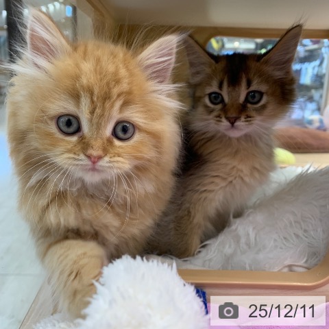 ラガマフィンの写真