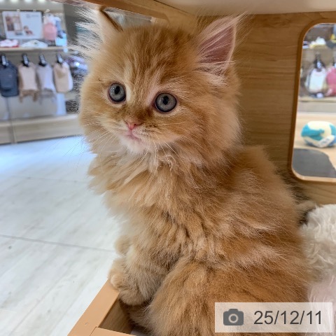 ラガマフィンの写真