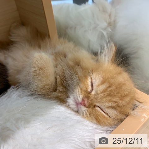 ラガマフィンの写真