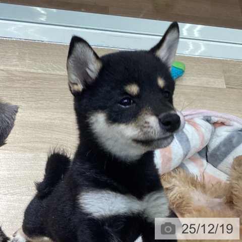 埼玉県の柴犬(標準サイズ) (ペットプラス イオンモール春日部店/2025年10月10日生まれ/男の子/黒)の子犬の3枚目の画像