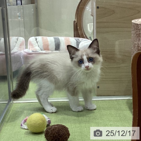 千葉県のラグドール (ペットプラス 幕張新都心店/2025年10月9日生まれ/男の子/シールポイントバイカラー)の子猫の4枚目の画像