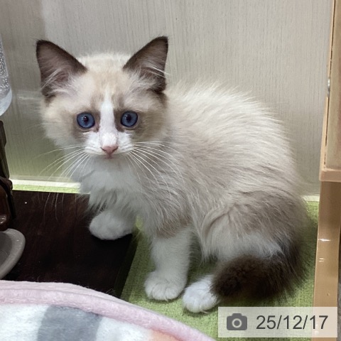 千葉県のラグドール (ペットプラス 幕張新都心店/2025年10月9日生まれ/男の子/シールポイントバイカラー)の子猫の3枚目の画像