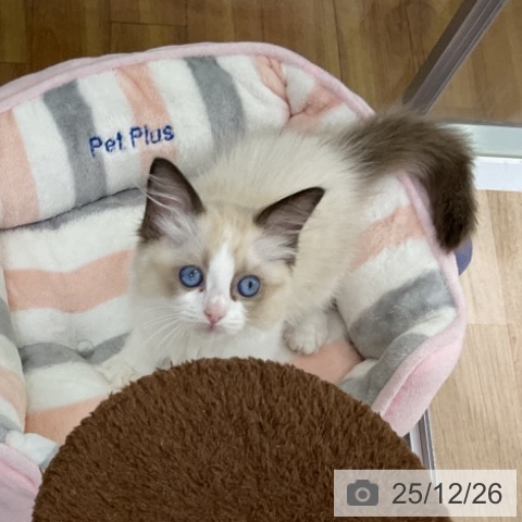 福島県のラグドール (ペットプラス 福島店/2025年10月9日生まれ/女の子/シールポイントバイカラー)の子猫の4枚目の画像