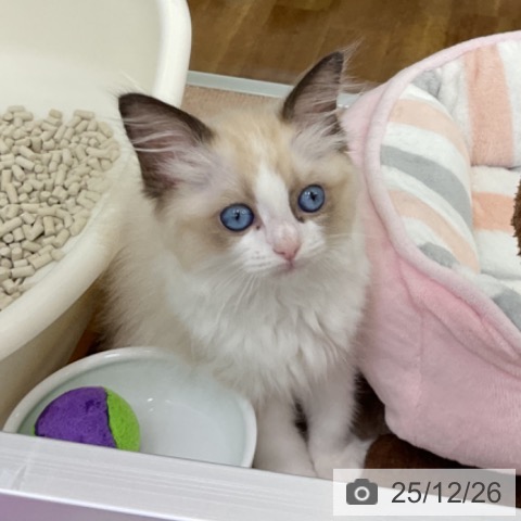 福島県のラグドール (ペットプラス 福島店/2025年10月9日生まれ/女の子/シールポイントバイカラー)の子猫の3枚目の画像