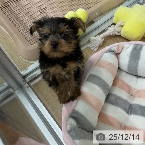 神奈川県のヨークシャーテリア (ペットプラス アミーゴ藤沢店/2025年10月10日生まれ/男の子/スチールブルータン)の子犬の4枚目の画像