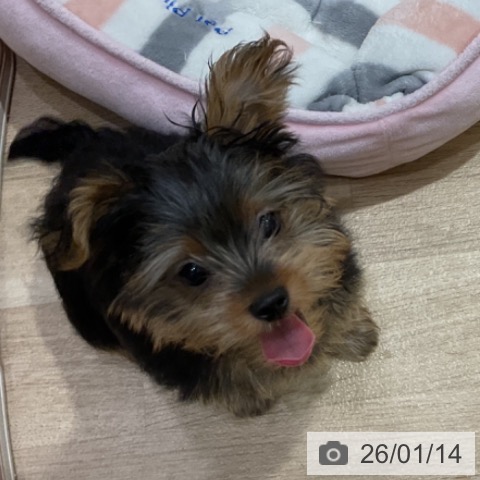 神奈川県のヨークシャーテリア (ペットプラス 湘南平塚店/2025年10月10日生まれ/男の子/スチールブルータン)の子犬の4枚目の画像