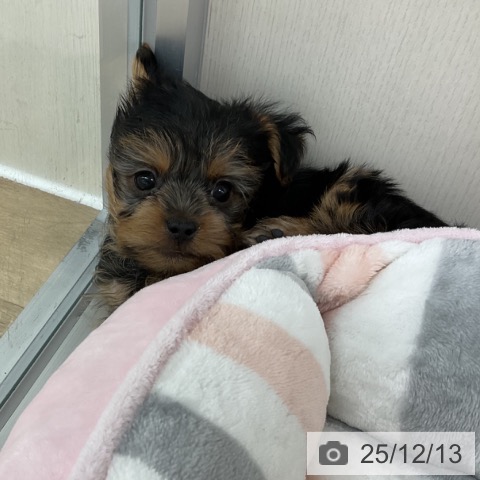 神奈川県のヨークシャーテリア (ペットプラス アミーゴ藤沢店/2025年10月10日生まれ/男の子/スチールブルータン)の子犬の3枚目の画像