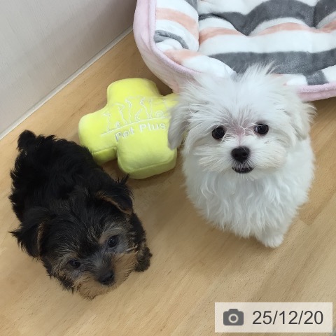 青森県のヨークシャーテリア (ペットプラス 青森浜田店/2025年10月10日生まれ/男の子/スチールブルータン)の子犬の4枚目の画像