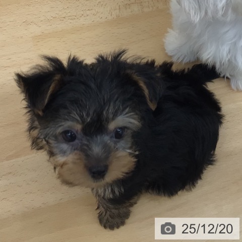 青森県のヨークシャーテリア (ペットプラス 青森浜田店/2025年10月10日生まれ/男の子/スチールブルータン)の子犬の4枚目の画像