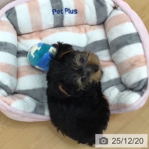 青森県のヨークシャーテリア (ペットプラス 青森浜田店/2025年10月10日生まれ/男の子/スチールブルータン)の子犬の4枚目の画像