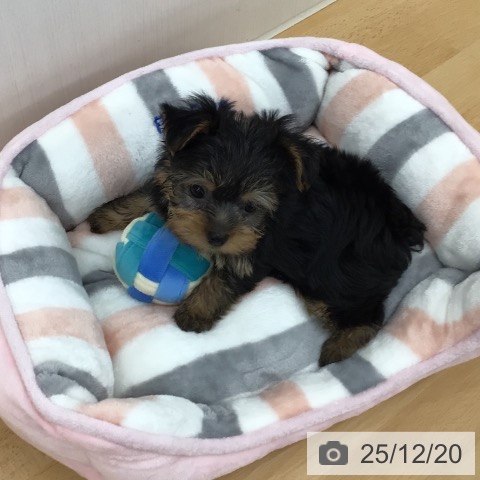 青森県のヨークシャーテリア (ペットプラス 青森浜田店/2025年10月10日生まれ/男の子/スチールブルータン)の子犬の3枚目の画像