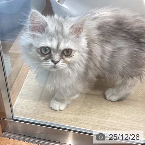 ミヌエットの写真