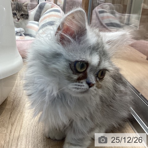 ミヌエットの写真