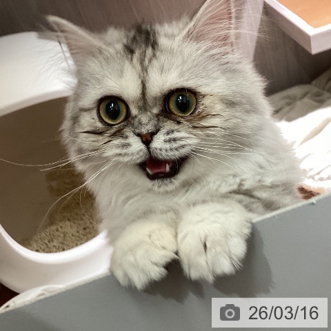 ミヌエットの写真