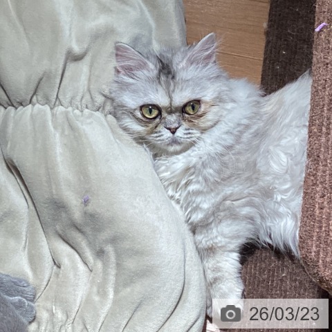 埼玉県のミヌエット (ペッツワン 新座店/2025年10月6日生まれ/女の子/シルバーパッチドタビー)の子猫の3枚目の画像