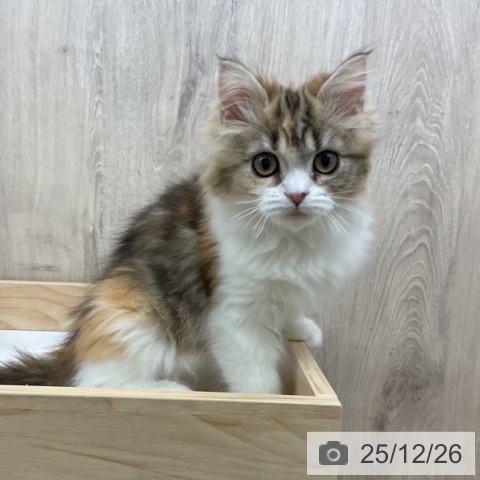 神奈川県のミヌエット (ペットプラス 湘南平塚店/2025年10月6日生まれ/女の子/ブラウンパッチドタビーホワイト)の子猫の3枚目の画像