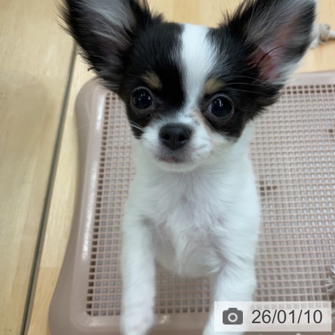 埼玉県のチワワ(ロング) (ペットプラス 浦和美園店/2025年10月11日生まれ/女の子/ホワイトブラックタン)の子犬の4枚目の画像