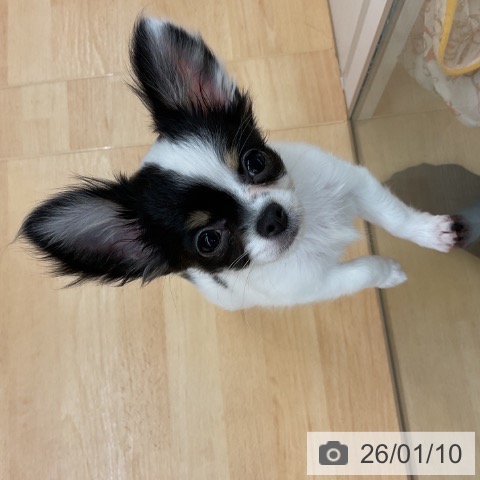 埼玉県のチワワ(ロング) (ペットプラス 浦和美園店/2025年10月11日生まれ/女の子/ホワイトブラックタン)の子犬の3枚目の画像