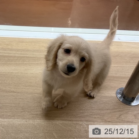 ミニチュア・ダックスフンドの写真