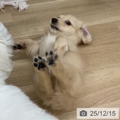 ミニチュア・ダックスフンドの写真