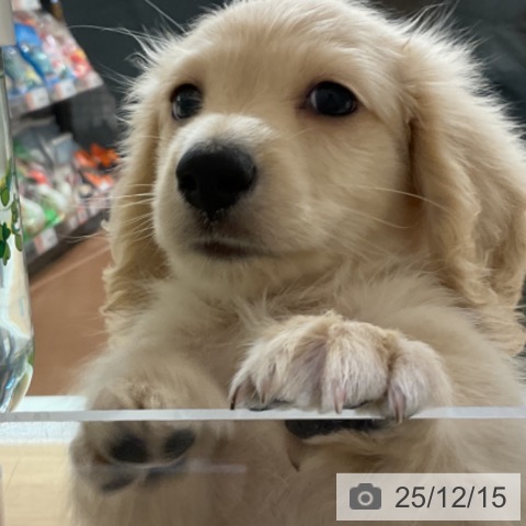 神奈川県のミニチュアダックスフンド(ロング) (ペットプラス 湘南平塚店/2025年10月11日生まれ/男の子/イエロー)の子犬の4枚目の画像