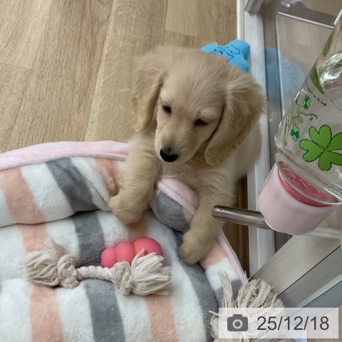 神奈川県のミニチュアダックスフンド(ロング) (ペットプラス 湘南平塚店/2025年10月11日生まれ/男の子/イエロー)の子犬の4枚目の画像