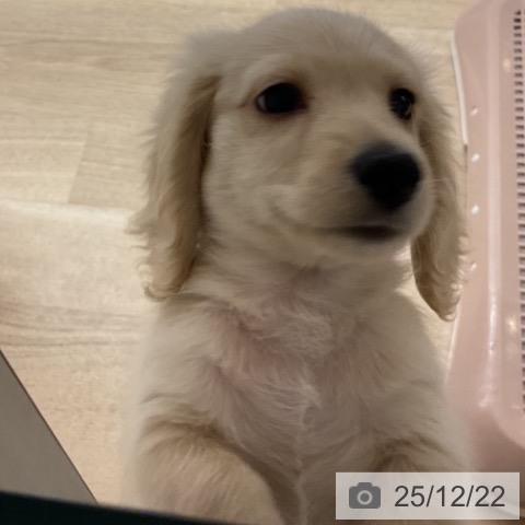 神奈川県のミニチュアダックスフンド(ロング) (ペットプラス 湘南平塚店/2025年10月11日生まれ/男の子/イエロー)の子犬の4枚目の画像