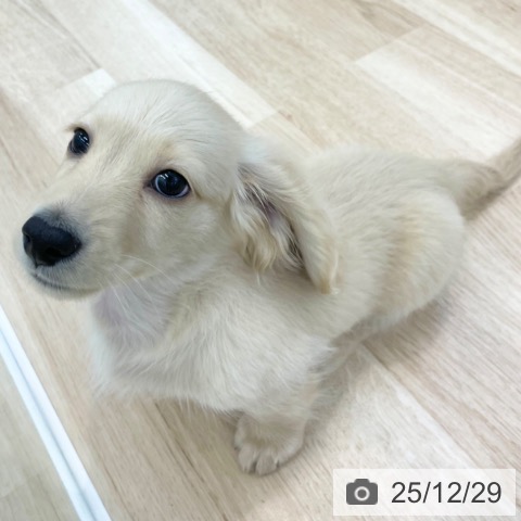 神奈川県のミニチュアダックスフンド(ロング) (ペットプラス 湘南平塚店/2025年10月11日生まれ/男の子/イエロー)の子犬の4枚目の画像