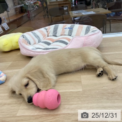 神奈川県のミニチュアダックスフンド(ロング) (ペットプラス 相模原並木店/2025年10月11日生まれ/男の子/イエロー)の子犬の4枚目の画像