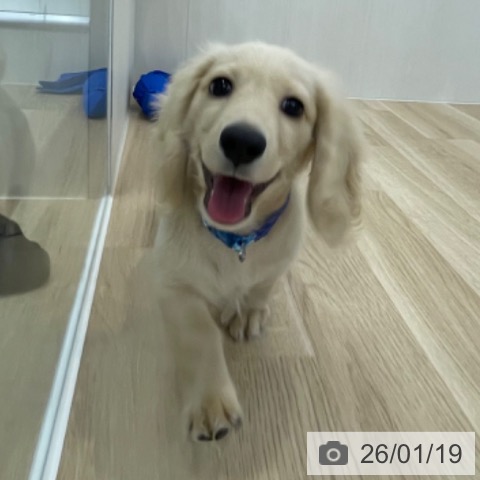 神奈川県のミニチュアダックスフンド(ロング) (ペットプラス 相模原並木店/2025年10月11日生まれ/男の子/イエロー)の子犬の4枚目の画像