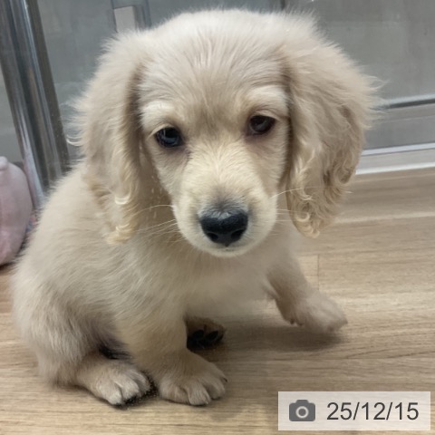 神奈川県のミニチュアダックスフンド(ロング) (ペットプラス 湘南平塚店/2025年10月11日生まれ/男の子/イエロー)の子犬の3枚目の画像