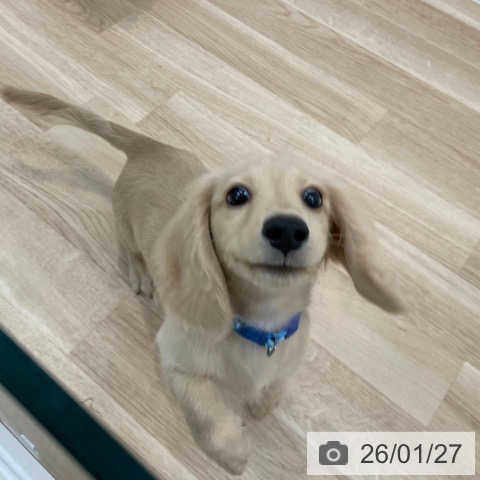 神奈川県のミニチュアダックスフンド(ロング) (ペットプラス 相模原並木店/2025年10月11日生まれ/男の子/イエロー)の子犬の3枚目の画像