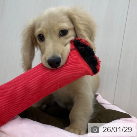 神奈川県のミニチュアダックスフンド(ロング) (ペットプラス 相模原並木店/2025年10月11日生まれ/男の子/イエロー)の子犬の3枚目の画像