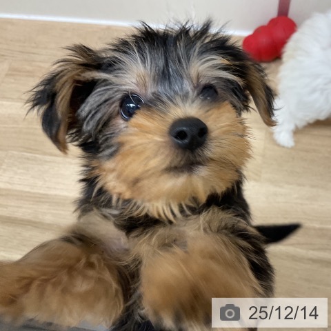 ヨークシャー・テリアの写真