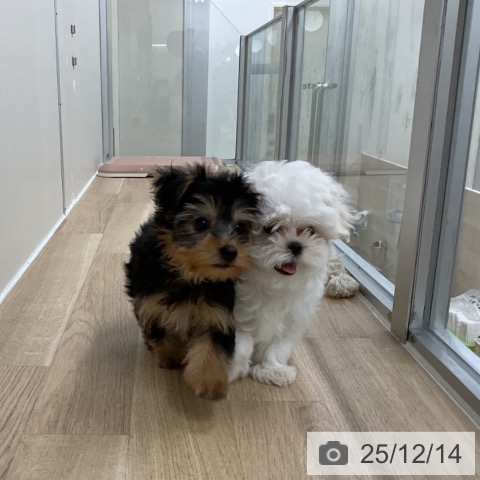 ヨークシャー・テリアの写真