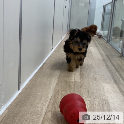 ヨークシャー・テリアの写真