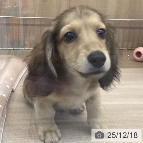 ミニチュア・ダックスフンドの写真