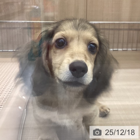 ミニチュア・ダックスフンドの写真